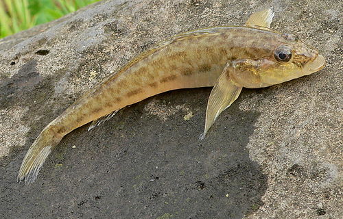 Monkey goby